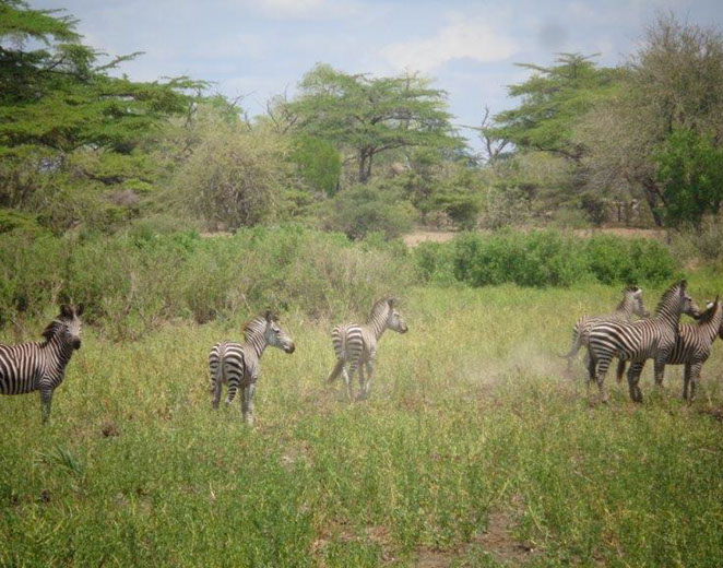 Ngorongoro Safari
