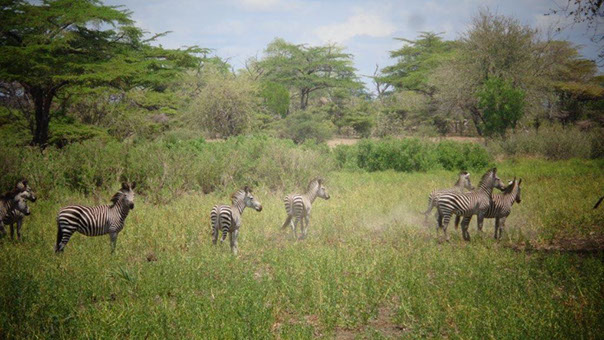 Zanzibar Beach Holiday and Tanzania Safari Combo