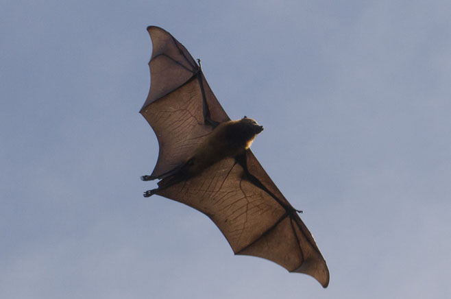 Flying Fox Colony