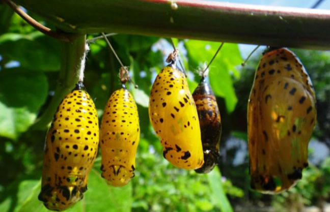 Butterfly Feeding