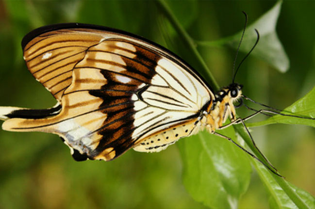 Zanzibar Butterfly