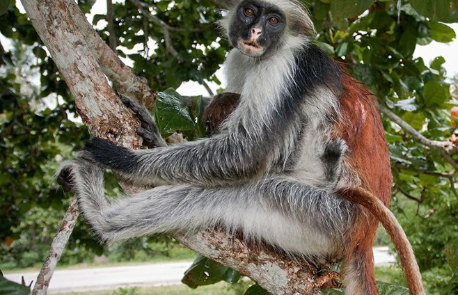 Red Colobus Monkey