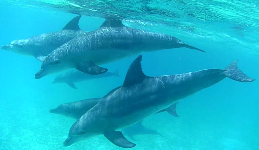 Dolphin Swim