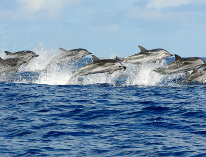 Dolphin Safari