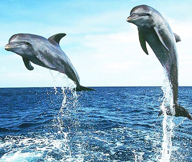 Dolphins