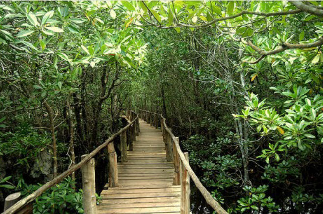 Jozani Forest