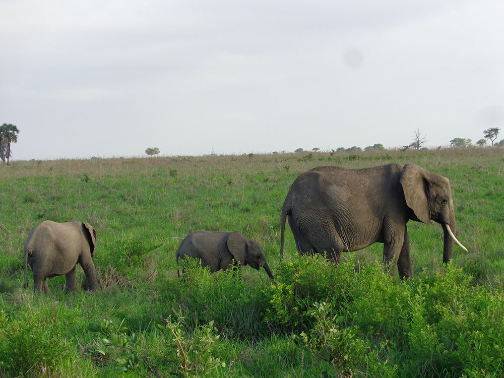 Kenya Elephant