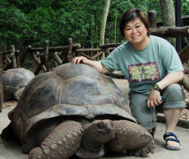 Giant Tortoise