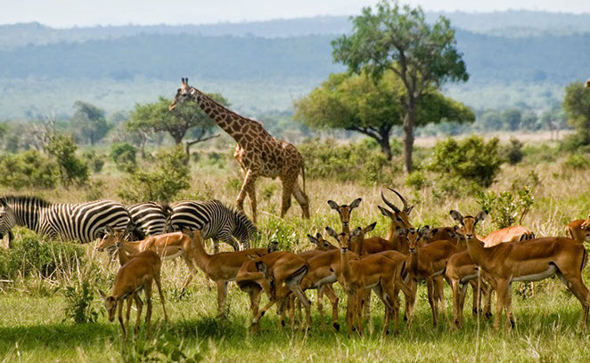 Mikumi Wildlife