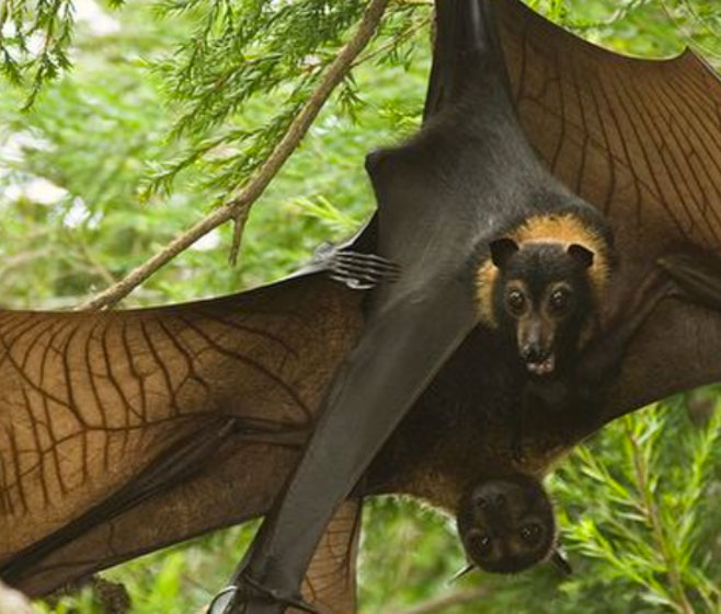 Pemba Flying Fox Bat