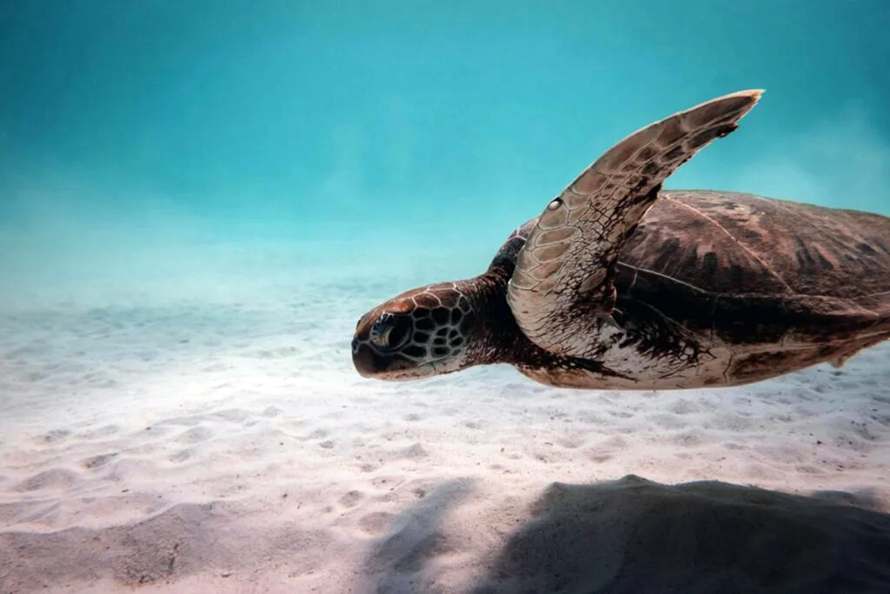 Swim with Turtles