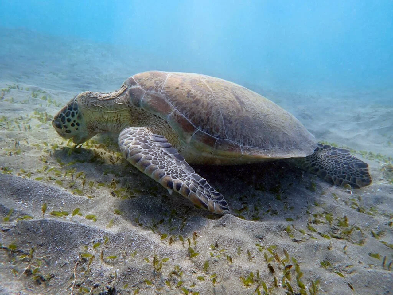 Turtle Sanctuary